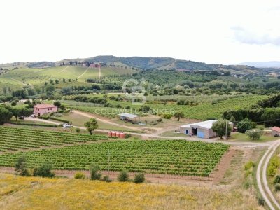 azienda agricola in vendita a Grosseto