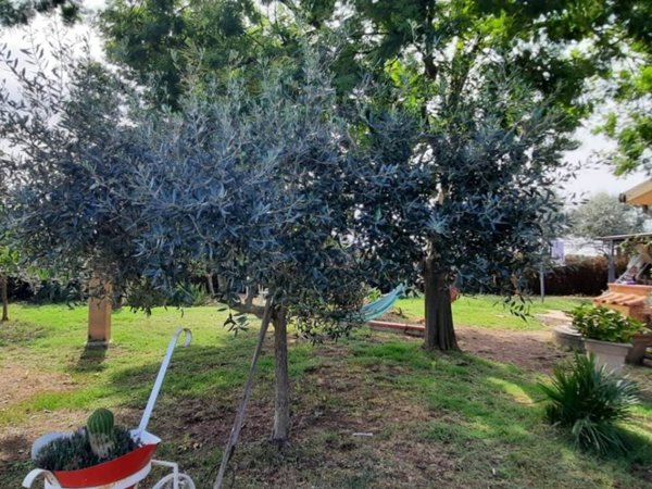 casa indipendente in vendita a Grosseto in zona Braccagni