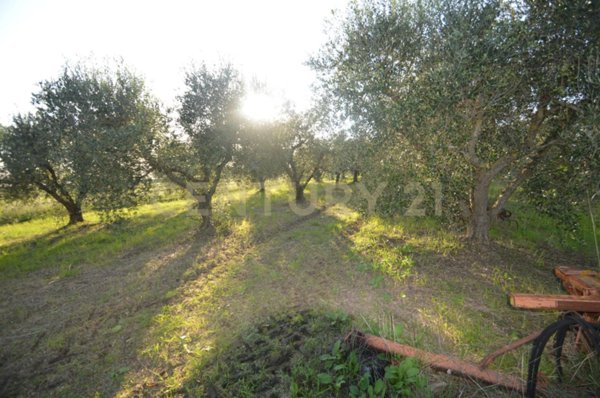 terreno agricolo in vendita a Grosseto in zona Centro Città