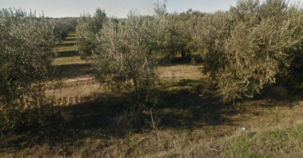 terreno agricolo in vendita a Grosseto in zona Principina a Terra
