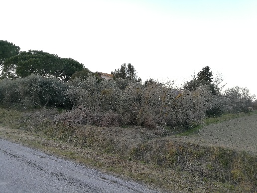 casale in vendita a Grosseto in zona Stazione