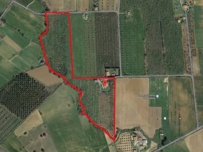 azienda agricola in vendita a Grosseto