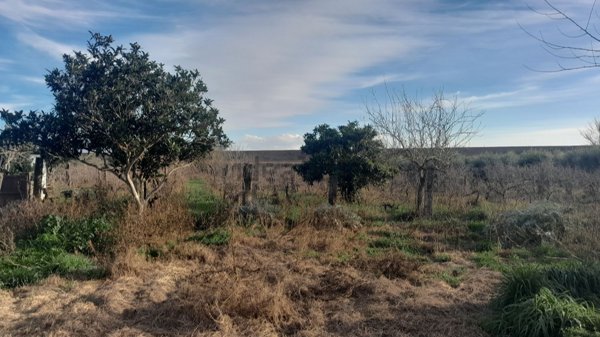 terreno agricolo in vendita a Grosseto