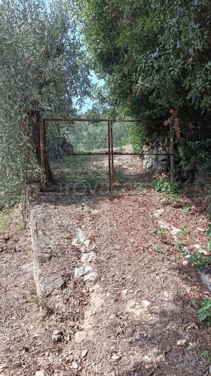 terreno agricolo in vendita a Grosseto in zona Roselle