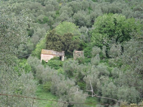 esavano in vendita a Grosseto in zona Montepescali