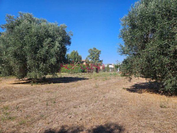 terreno agricolo in vendita a Grosseto in zona Rugginosa Nuova