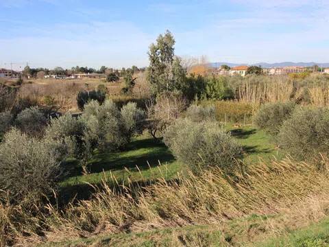 terreno agricolo in vendita a Grosseto