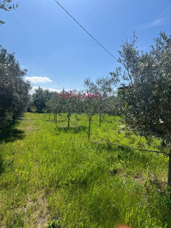 terreno agricolo in vendita a Grosseto in zona Pingrosso