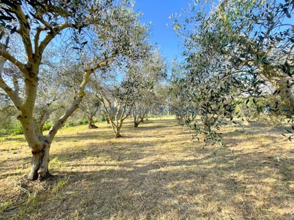 terreno agricolo in vendita a Grosseto