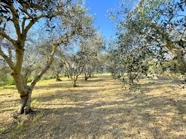 terreno agricolo in vendita a Grosseto in zona Principina a Terra