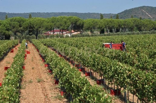 negozio in vendita a Grosseto in zona Roselle