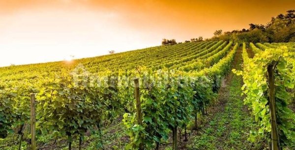 esavano in vendita a Grosseto in zona Fattoria Grancia