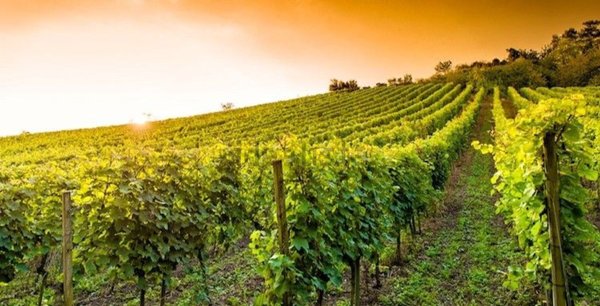 casale in vendita a Grosseto in zona Fattoria Grancia