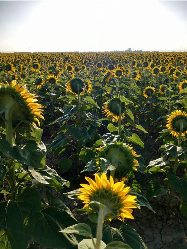 terreno in vendita a Grosseto in zona Principina a Terra