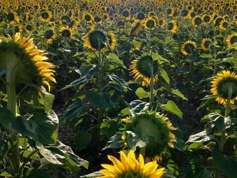 terreno agricolo in vendita a Grosseto in zona Principina a Terra