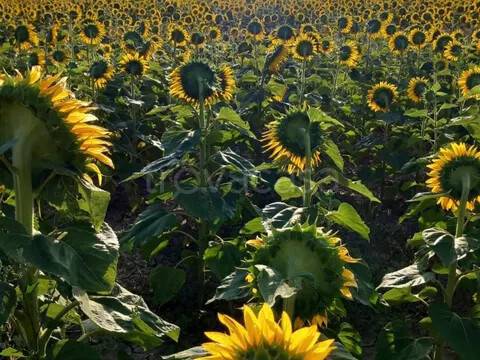 terreno agricolo in vendita a Grosseto in zona La Principina
