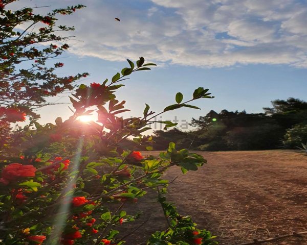 casa indipendente in vendita ad Isola del Giglio