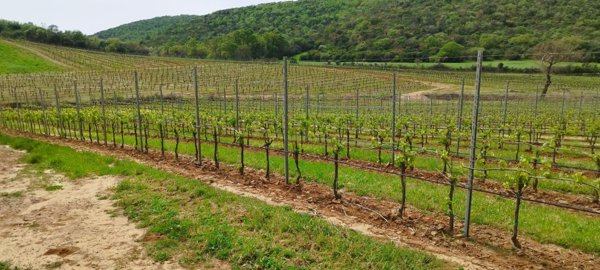 terreno agricolo in vendita a Magliano in Toscana