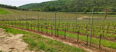 terreno agricolo in vendita a Magliano in Toscana