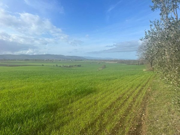 appartamento in vendita a Magliano in Toscana