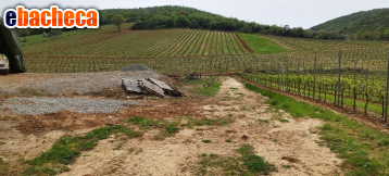 terreno agricolo in vendita a Magliano in Toscana