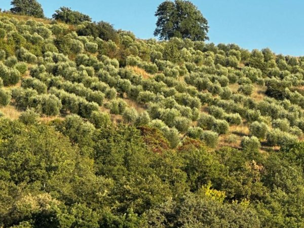 terreno agricolo in vendita a Magliano in Toscana