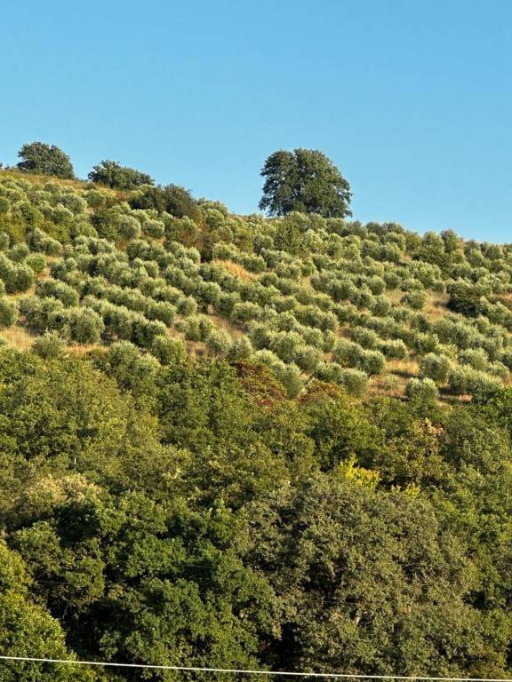 terreno agricolo in vendita a Magliano in Toscana