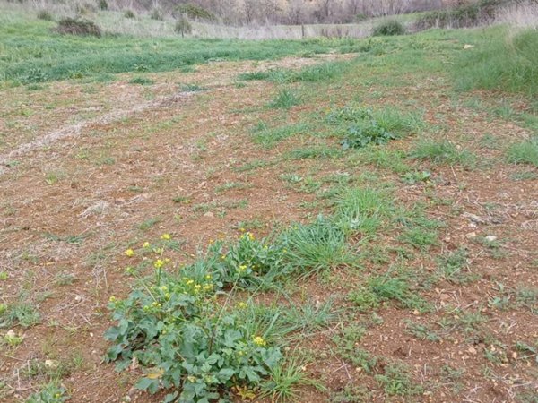 terreno agricolo in vendita a Magliano in Toscana