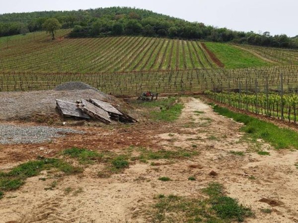 terreno agricolo in vendita a Magliano in Toscana