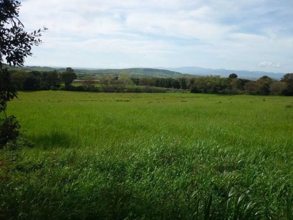 terreno agricolo in vendita a Magliano in Toscana