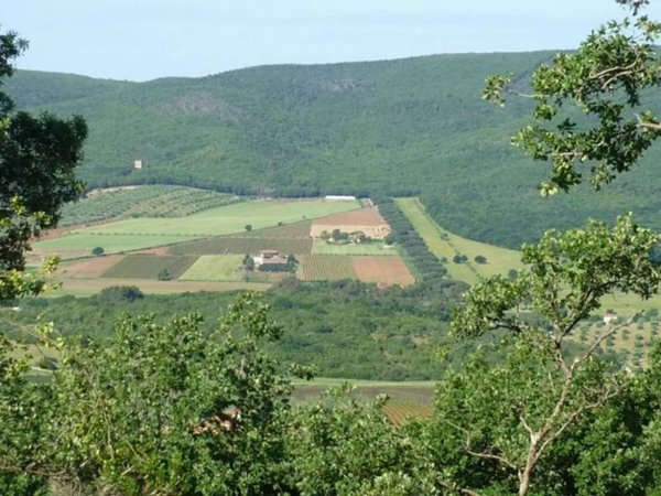 terreno agricolo in vendita a Magliano in Toscana
