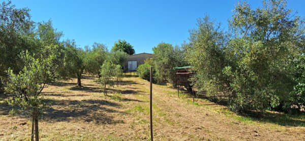appartamento in vendita a Magliano in Toscana in zona Montiano