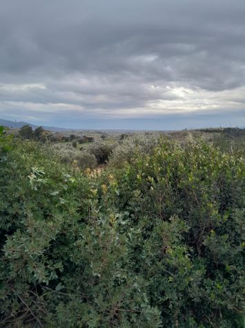 terreno agricolo in vendita a Magliano in Toscana in zona Montiano
