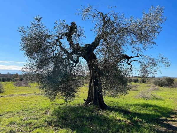 casa indipendente in vendita a Magliano in Toscana