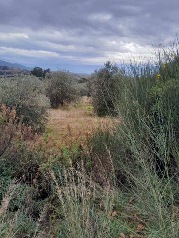 casa indipendente in vendita a Magliano in Toscana in zona Montiano