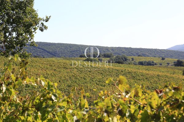 azienda agricola in vendita a Magliano in Toscana in zona Montiano