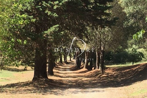 casa indipendente in vendita a Magliano in Toscana