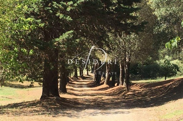 casa indipendente in vendita a Magliano in Toscana in zona Montiano