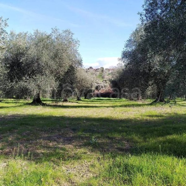 casa indipendente in vendita a Magliano in Toscana