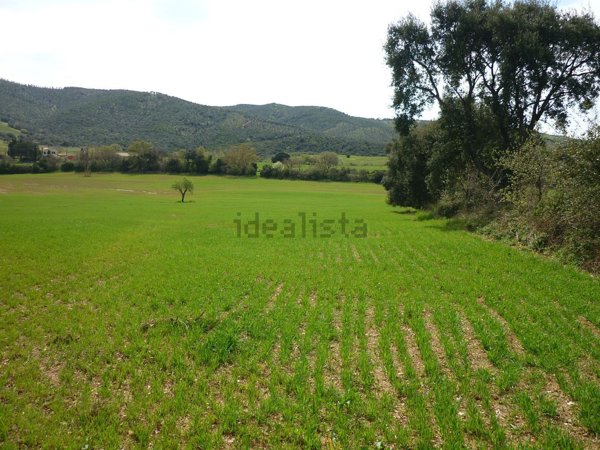 terreno agricolo in vendita a Magliano in Toscana