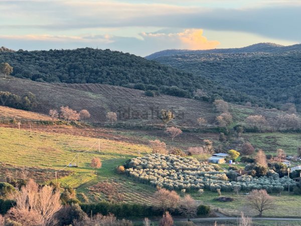 azienda agricola in vendita a Magliano in Toscana