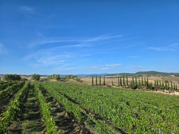 azienda agricola in vendita a Magliano in Toscana