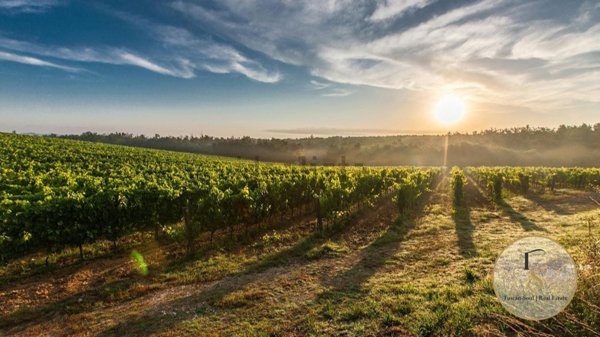 casa indipendente in vendita a Magliano in Toscana in zona Pereta