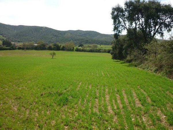 terreno agricolo in vendita a Magliano in Toscana