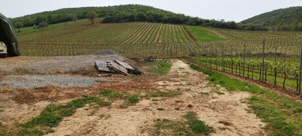 terreno agricolo in vendita a Magliano in Toscana