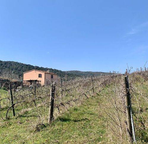 casa indipendente in vendita a Magliano in Toscana