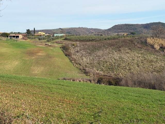 terreno agricolo in vendita a Magliano in Toscana