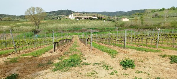 terreno agricolo in vendita a Magliano in Toscana