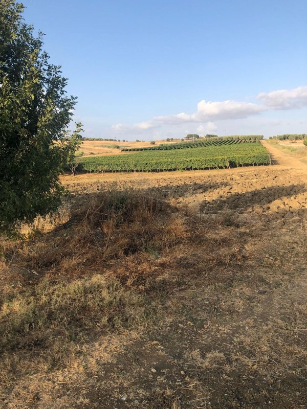 casa indipendente in vendita a Magliano in Toscana in zona Sant'Andrea