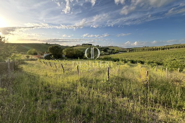 azienda agricola in vendita a Magliano in Toscana in zona Montiano